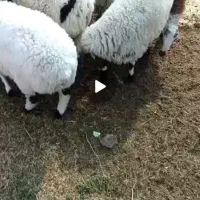 بره چاق|حیوانات مزرعه|یزد, |دیوار