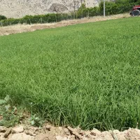 نشا برنج ندا پرمحصول پایه کوتاه