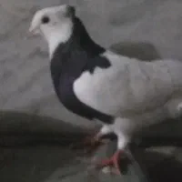 کبوتر