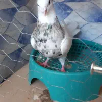 طوقی هفت رنگ