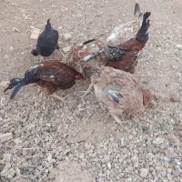 فروش مرغ و کبوتر|حیوانات مزرعه|یاسوج, |دیوار