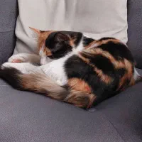 واگذاری گربه|گربه|مشکین‌دشت, |دیوار