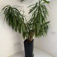 یوکای بسیار بزرگ و زیبا|گل و گیاه طبیعی|اصفهان, مرداویج|دیوار