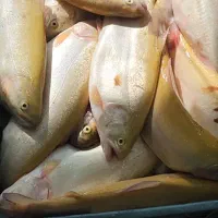 سرمایگذار