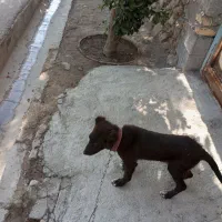 سگ قدر جونی