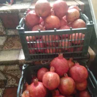 فروش انار درجه یک|خوردنی و آشامیدنی|ارد, |دیوار