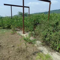 زمین 600 متری شکار بر اصلی توسکستان|فروش زمین و ملک کلنگی|گرگان, |دیوار