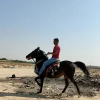 اسب کرد