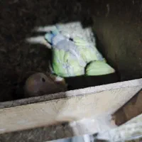 طوطی برزیلی مولد با بچه دو عدد|پرنده|پاکدشت, پاکدشت (مامازند)|دیوار