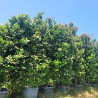 یاس هلندی 3 متری
