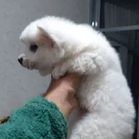 توله سگ پامر نر و ماده ۲ ماهه سالم و بازیگوش|سگ|ابهر, |دیوار