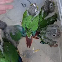 جوجه گرینچینگ