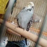 جفت نر و ماده مرغ عشق انگلیسی و جوجه رام دستی