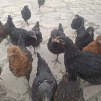 جوجه چهار ماهه