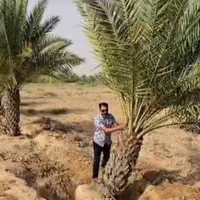 خریدار نخل با ریشه|خدمات باغبانی و درختکاری|برازجان, |دیوار