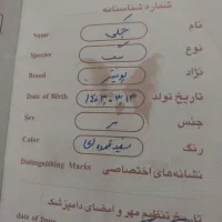 واگذاری سگ|سگ|مینودشت, |دیوار