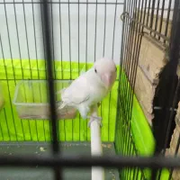 طوطی برزیلی مولد