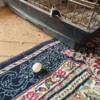 معاوضه ۲ عروس هلندی|پرنده|ری, دیلمان|دیوار