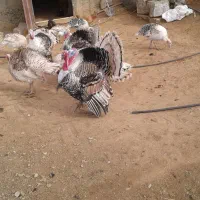 بوقلمون محلی|حیوانات مزرعه|بوکان, |دیوار