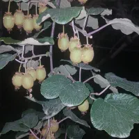 اجاره دادن باغ کیوی|اجارهٔ دفتر صنعتی، کشاورزی، تجاری|آستارا, |دیوار