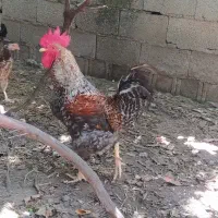 خروس محلی رنگ خاص