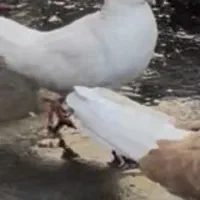 کفتر سفید ماده کمشده