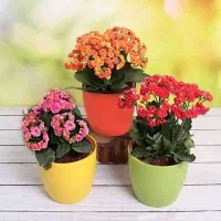 کالانکوآ/فروش انواع گل و گیاه