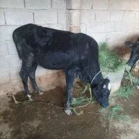 گوساله برای فروش دارم|حیوانات مزرعه|چمران, |دیوار
