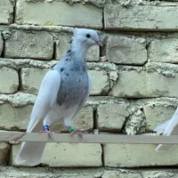 طوقی سرور سور زرین الماسی همه خالی عالی نسل دار|پرنده|کرمان, |دیوار