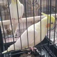 عروس هلندی نر و ماده