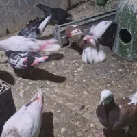کبوتر کفتر پرشی گنجه بر|پرنده|تهران, دهم فروردین|دیوار