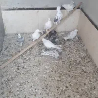 10تاکفتر غریبگیری ماده سرور|پرنده|قرچک, مهدیه|دیوار