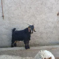 کهره|حیوانات مزرعه|مرودشت, رودبال|دیوار