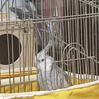 عروس هلندی نر