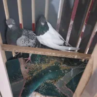 کفتر سینه|پرنده|جوین, |دیوار