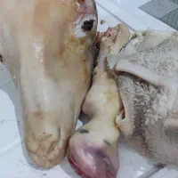 بره نر|حیوانات مزرعه|کرج, فاز ۴ مهرشهر|دیوار