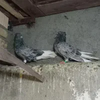 2جوفت کفتره انتیک