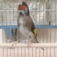 سهره زاغ مست