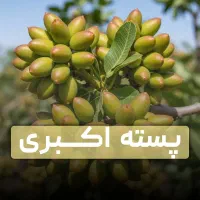 نهال پسته احمدآقایی ارسال فوری