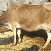 گاو زاید با گوساله و یک گاو ابستن 8ماهه