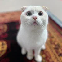 گربه اسکاتیش فولد نر چشم ابی|گربه|ساری, |دیوار