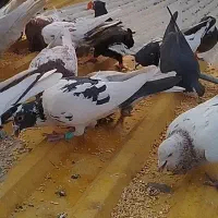 کبوتر گمشده