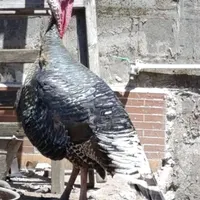 بوقلمون نر و ماده