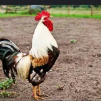 تعدادی مرغ و خروس