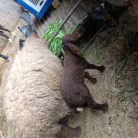 گوسفند مطفل بره نر شکم دوم