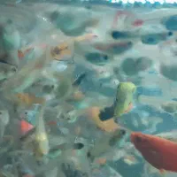 خوراک ماهی گوشتخوار