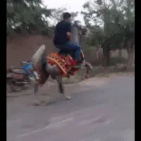 اسب فروشی
