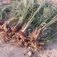 پا چوش (بچ) قصب