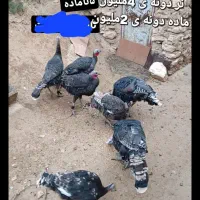 بوقله مون محلی