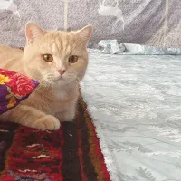 گربه بریتیش اسکاتیش|گربه|آذرشهر, |دیوار